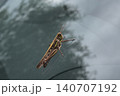トノサマバッタ 140707192