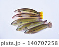 新鮮なキュウセン 140707258