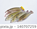キュウセンベラ5匹 140707259