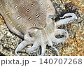 釣りたてのコウイカにクローズアップ 140707268