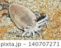 墨を吐いたモンゴウイカ 140707271