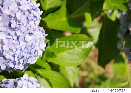 青い紫陽花 青い紫陽花 140707324