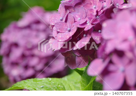 雨に濡れた紫陽花 雨に濡れた紫陽花 140707355