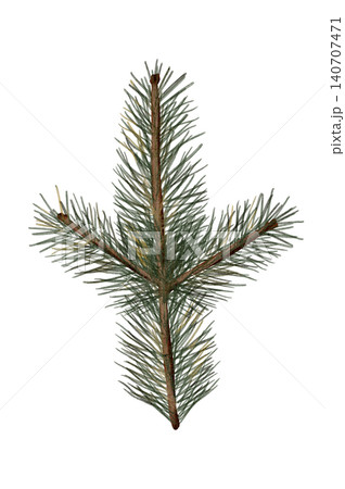 Watercolor drawing with pine cones and fir branches. Autumn-winter set of pine and fir branches and cones. Watercolor illustration is perfect for seasonal design, packaging and handicrafts. 140707471