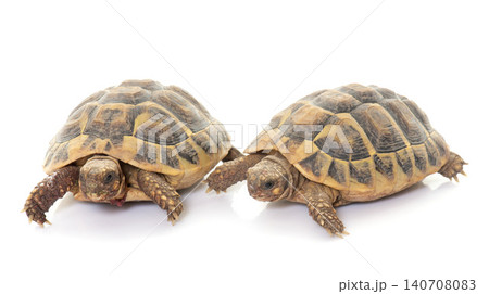 Testudo hermanni tortoise Testudo hermanni tortoise 140708083