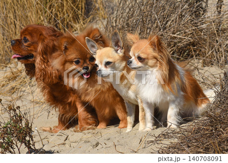 little dogs and beach 140708091