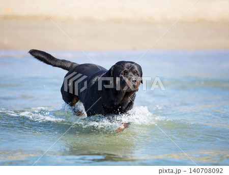 rottweiler and beach rottweiler and beach 140708092