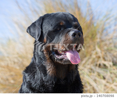 rottweiler and beach rottweiler and beach 140708098