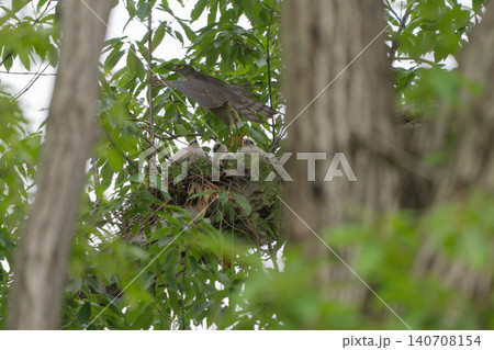 樹上の巣から飛び立ち獲物を探しに行くツミの親鳥 140708154