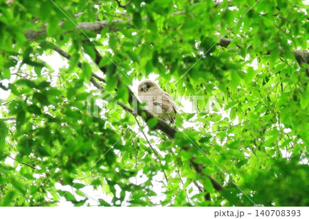 フクロウの幼鳥 フクロウの幼鳥 140708393