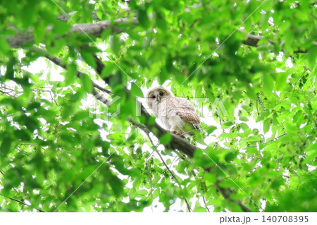 フクロウの幼鳥 フクロウの幼鳥 140708395