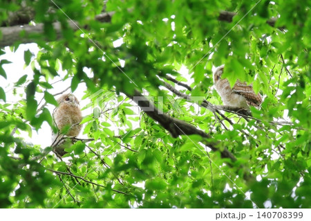 フクロウの幼鳥 140708399