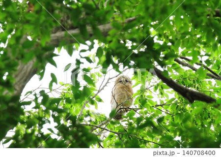 フクロウの幼鳥 フクロウの幼鳥 140708400