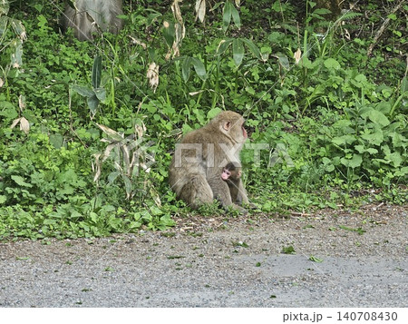 道路に現れた野生の猿 道路に現れた野生の猿 140708430