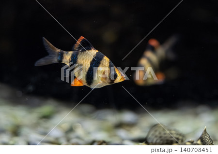 鮮やかな縞模様が特徴的な熱帯魚・スマトラの水中写真 - カワスイにて撮影 鮮やかな縞模様が特徴的な熱帯魚・スマトラの水中写真 - カワスイにて撮影 140708451