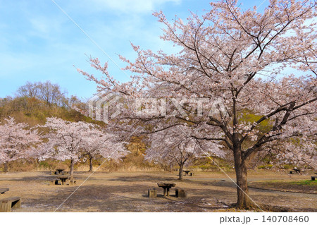 桜と宮床ダムあさひな湖畔公園(宮城県大和町) 桜と宮床ダムあさひな湖畔公園(宮城県大和町) 140708460