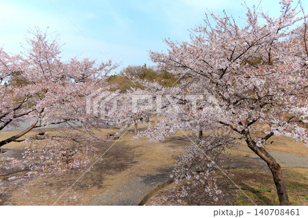 桜と宮床ダムあさひな湖畔公園（宮城県大和町） 140708461
