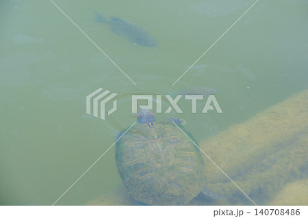池の水を泳ぐミシシッピアカミミガメと魚たち 池の水を泳ぐミシシッピアカミミガメと魚たち 140708486