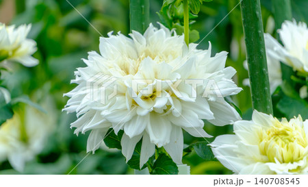 大輪の白いダリアが美しく咲く夏の花壇 大輪の白いダリアが美しく咲く夏の花壇 140708545
