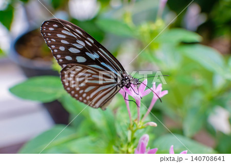 ピンクのペンタスの花にそっと寄り添う美しいアサギマダラ ピンクのペンタスの花にそっと寄り添う美しいアサギマダラ 140708641