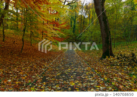 Autumn forest path covered with colorful fallen leaves, a serene natural scene Autumn forest path covered with colorful fallen leaves, a serene natural scene 140708650