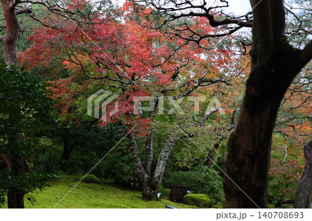 由志園の紅葉 140708693