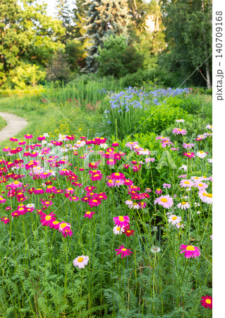 Colorful wildflowers blooming along a winding garden path in summer 140709168
