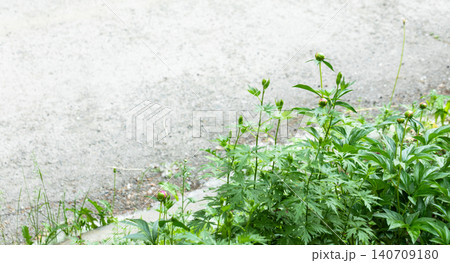 Green foliage with budding flowers along gravel pathway in garden Copy space Green foliage with budding flowers along gravel pathway in garden Copy space 140709180