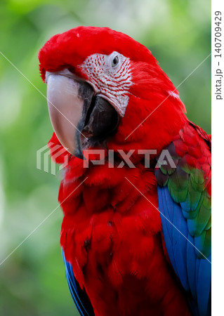 The red Macaw Parrots Perching Together in Tropical Setting The red Macaw Parrots Perching Together in Tropical Setting 140709429