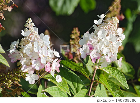 Blossoms of a Hydrangea Blossoms of a Hydrangea 140709580