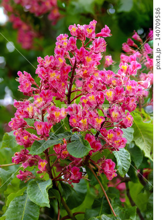 red inflorescence of a chestnut tree red inflorescence of a chestnut tree 140709586