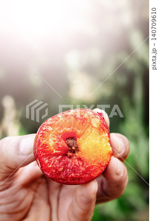 Close-up of hand presenting half-cut plum against garden backdrop Close-up of hand presenting half-cut plum against garden backdrop 140709610