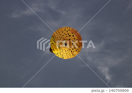 Cheetah print hot air balloon flying in blue sky 140709809