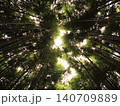 Bamboo forest canopy with sunlight reaching through green leaves 140709889