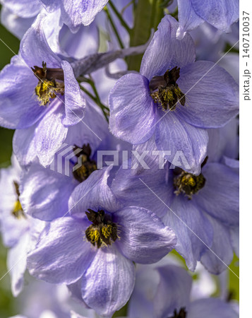 Purple Delphinium Flowers Close-Up shot Showing Lavender Petals and Yellow Centers Purple Delphinium Flowers Close-Up shot Showing Lavender Petals and Yellow Centers 140710037