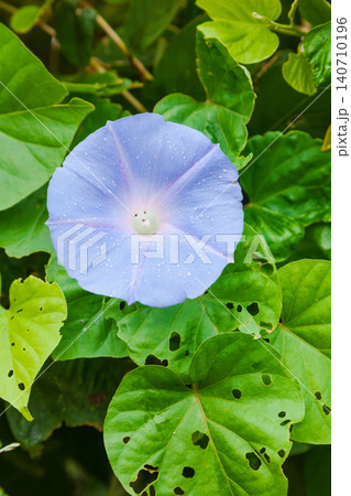 Blue morning glory flower with water droplets 140710196