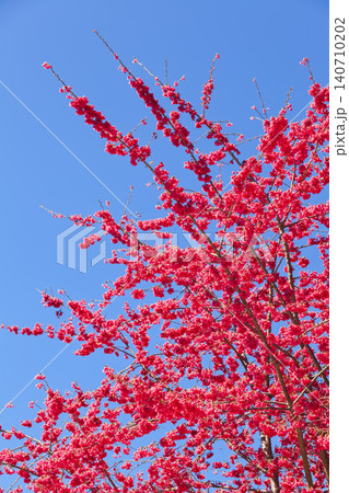 Taiwan cherry branches reaching into spring sky 140710202