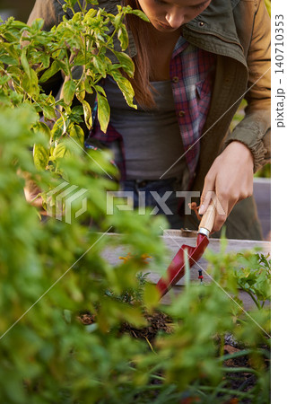 Closeup, woman and hands with plants in harvest for food or fresh produce in agriculture, farming or nature. Farmer with bunch of leaves, seed or roots for natural sustainability or outdoor growth Closeup, woman and hands with plants in harvest for food or fresh produce in agriculture, farming or nature. Farmer with bunch of leaves, seed or roots for natural sustainability or outdoor growth 140710353