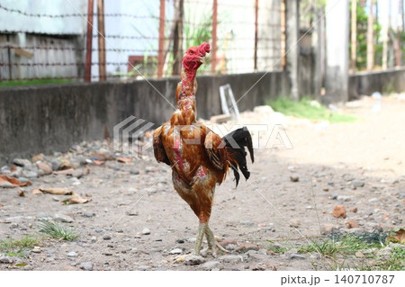 Muscular Gamecock Rooster Standing Alertly on a Dirt Path Outdoors by a Concrete Wall Muscular Gamecock Rooster Standing Alertly on a Dirt Path Outdoors by a Concrete Wall 140710787