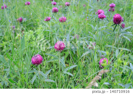 Blooming red clover flowers in wild green grass, trifolium pratense heads on summer meadow field close up Blooming red clover flowers in wild green grass, trifolium pratense heads on summer meadow field close up 140710916