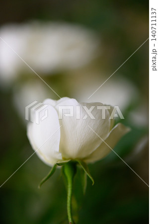 Close up of delicate white rose bud with soft lighting on blurred background symbolizing purity Close up of delicate white rose bud with soft lighting on blurred background symbolizing purity 140711137
