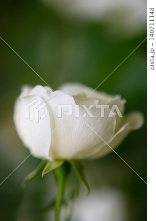 Elegant white flower classic rose commonly used in gardens and floristry 140711148