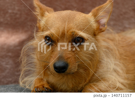 Charming small mixed breed terrier with bright reddish brown coat large expressive eyes and pointed Charming small mixed breed terrier with bright reddish brown coat large expressive eyes and pointed 140711157