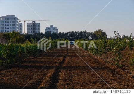 Lush green farming fields against a backdrop of urban architecture in the golden Lush green farming fields against a backdrop of urban architecture in the golden 140711159