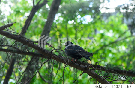 Rock dove Columba livia common urban bird species almost entirely black plumage unlike typical Rock dove Columba livia common urban bird species almost entirely black plumage unlike typical 140711162