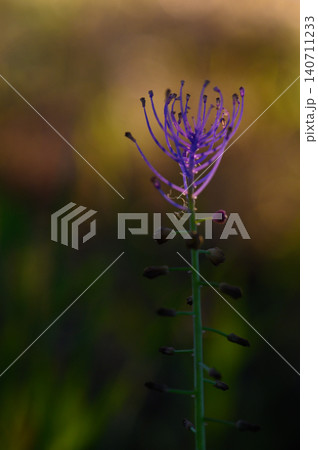 Beautiful purple flower in soft focus at dusk, showcasing intricate details in a serene natural setting Beautiful purple flower in soft focus at dusk, showcasing intricate details in a serene natural setting 140711233