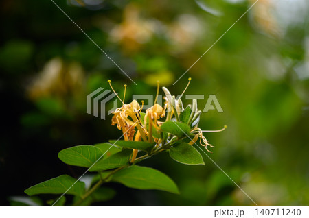 Japanese honeysuckle Lonicera japonica close up of highly fragrant flowers Japanese honeysuckle Lonicera japonica close up of highly fragrant flowers 140711240