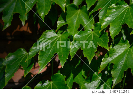 Boston Ivy Parthenocissus tricuspidata Close Up, Three-Lobed Leaves Boston Ivy Parthenocissus tricuspidata Close Up, Three-Lobed Leaves 140711242