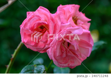 Bright pink double bloom rose with very full petals opening in waves Bright pink double bloom rose with very full petals opening in waves 140711248