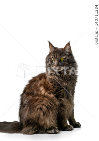 Maine Coon Cat with Marble Forest Coat and Lynx Tips Sitting on White Background Maine Coon Cat with Marble Forest Coat and Lynx Tips Sitting on White Background 140711284